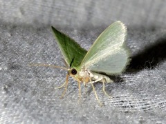 Chlorissa attenuata