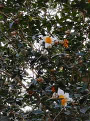 Camellia granthamiana