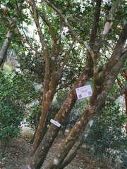 Camellia granthamiana