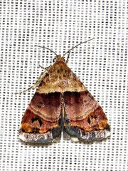 Ozarba cryptochrysea