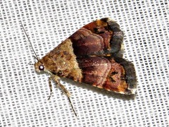 Ozarba cryptochrysea