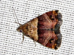 Ozarba cryptochrysea