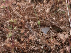 Catochrysops strabo strabo