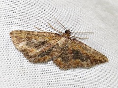 Horisme obscurata obscurata