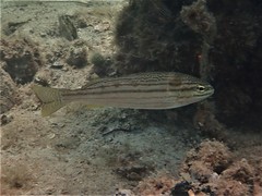 Helotes octolineatus