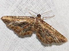 Horisme obscurata obscurata