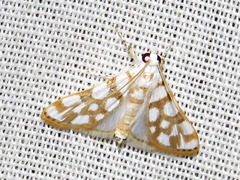 Obtusipalpis pardalis