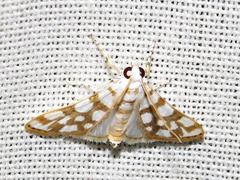 Obtusipalpis pardalis