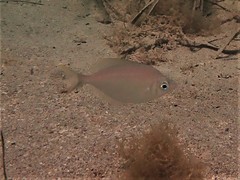 Parequula melbournensis