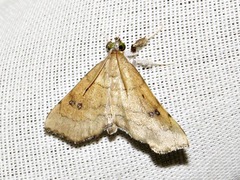 Disticta atava