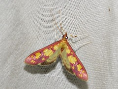 Stenochora lancinalis