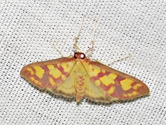 Stenochora lancinalis