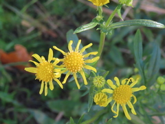 Jacobaea vulgaris