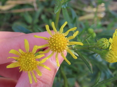 Jacobaea vulgaris