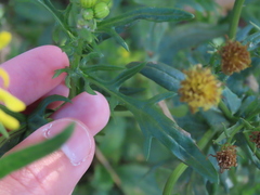Jacobaea vulgaris