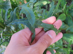 Jacobaea vulgaris