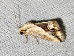 Lithacodia caffristis