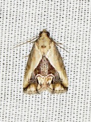 Lithacodia caffristis