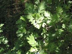 Crataegus laciniata