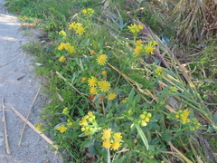 Jacobaea vulgaris
