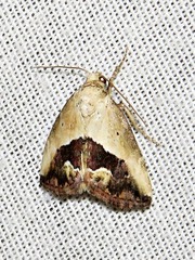 Lithacodia caffristis