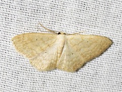 Scopula spoliata