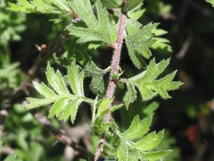 Crataegus laciniata