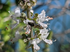Neocorynura