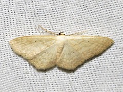 Scopula spoliata