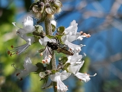 Neocorynura