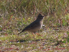 Galerida cristata
