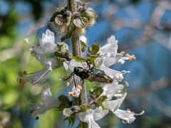 Neocorynura