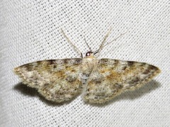 Scopula nigrinotata