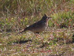 Galerida cristata
