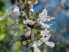 Neocorynura