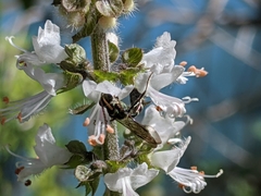 Neocorynura