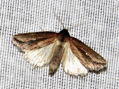 Acrapex brunnea