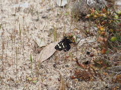 Periscepta polysticta
