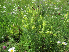 Rhinanthus serotinus aestivalis