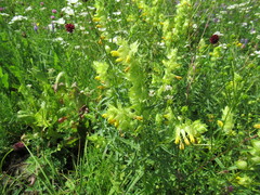 Rhinanthus serotinus aestivalis