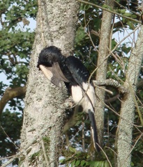 Bycanistes subcylindricus