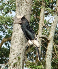 Bycanistes subcylindricus