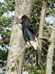 Bycanistes subcylindricus