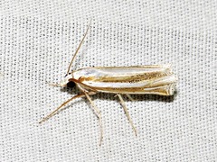 Ancylolomia prepiella