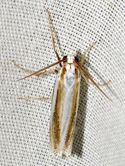 Ancylolomia prepiella
