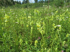 Rhinanthus serotinus aestivalis