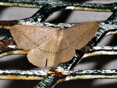 Palaeaspilates inoffensa