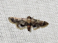 Pyralis albilautalis