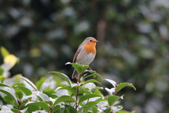 Erithacus rubecula