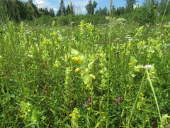 Rhinanthus serotinus aestivalis